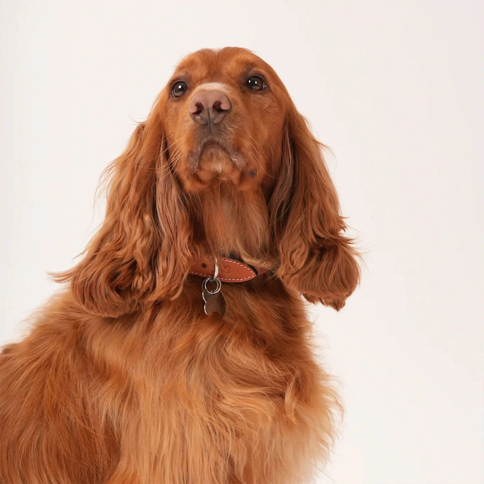 Leather Dog Collar - Welligogs