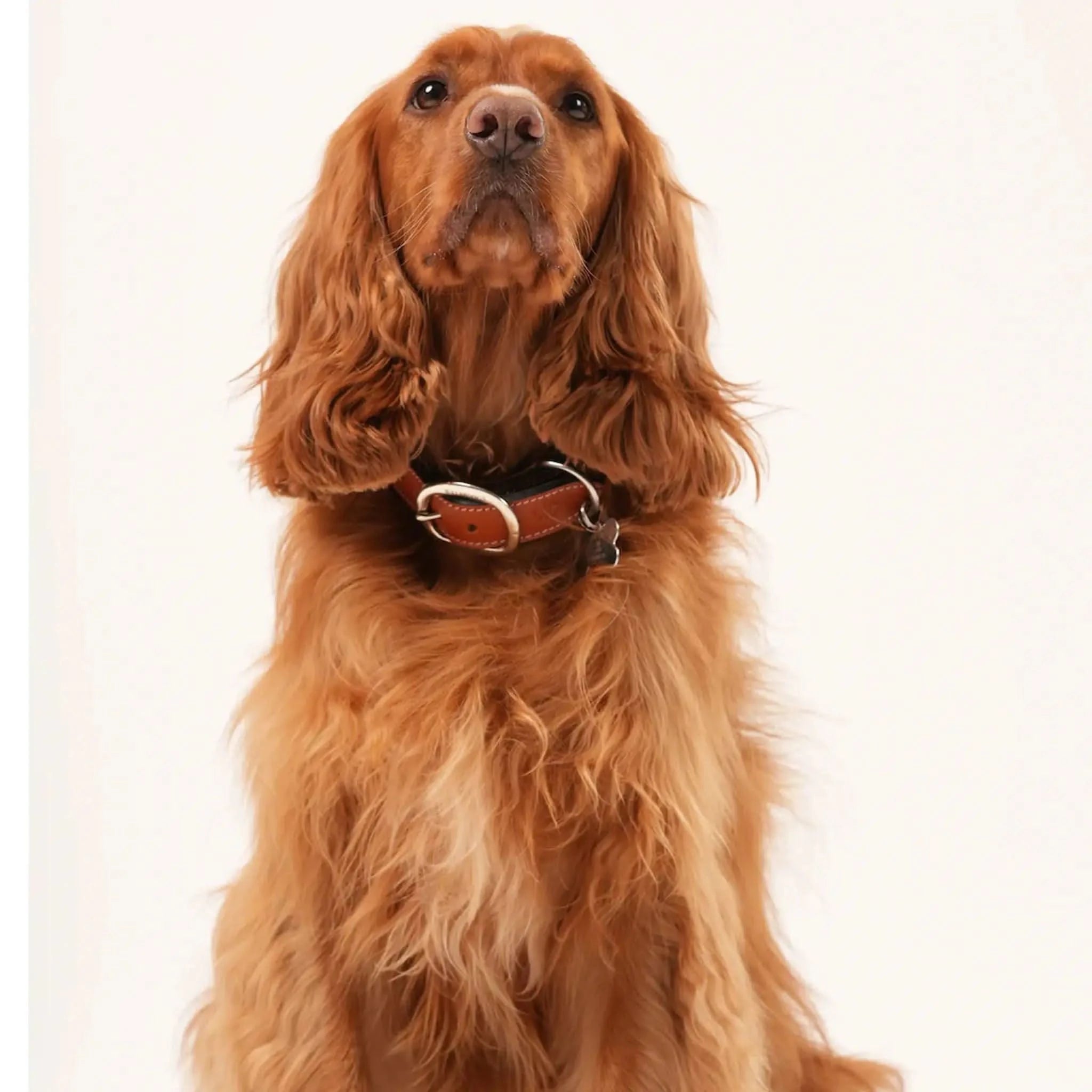 Leather Dog Collar - Welligogs