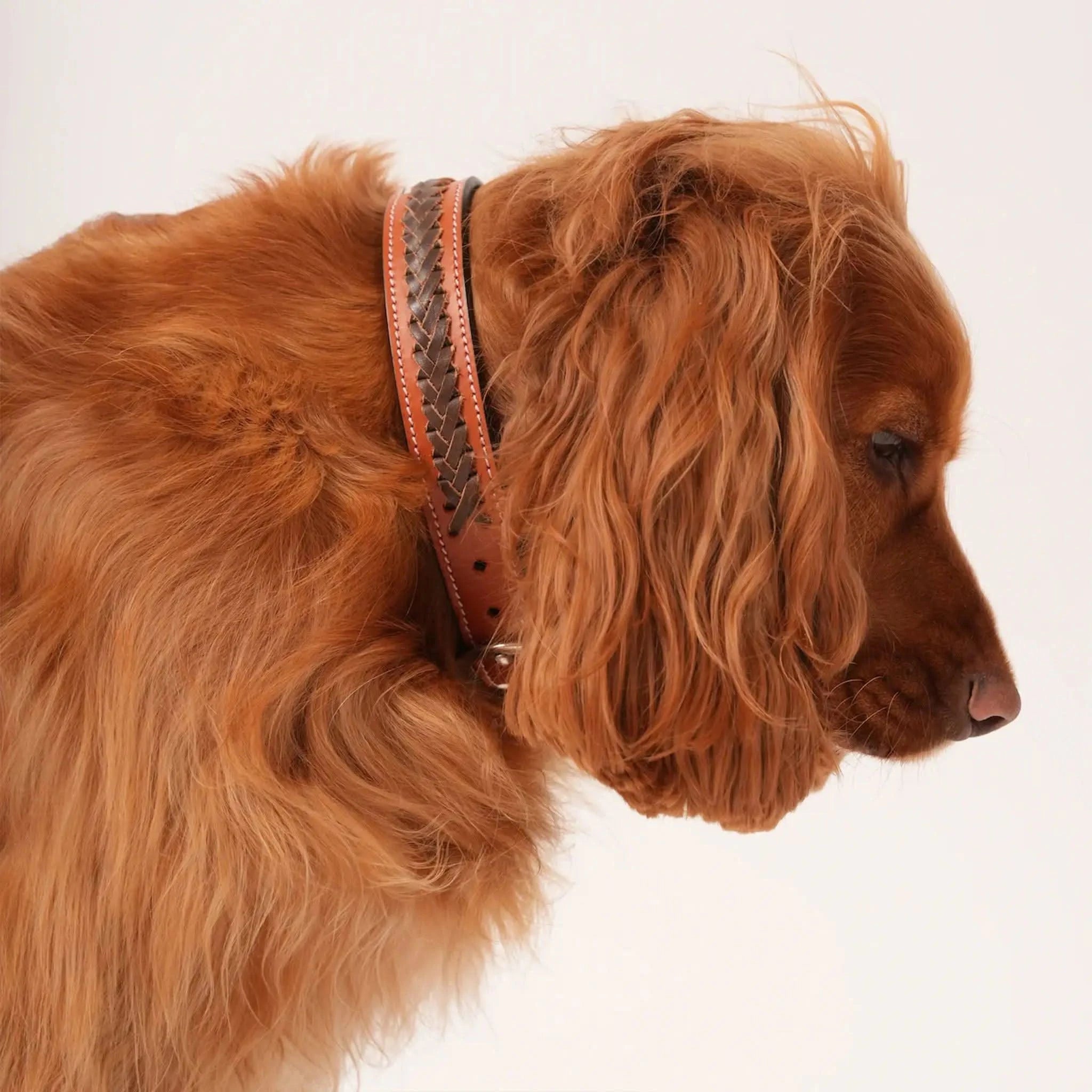 Leather Dog Collar - Welligogs