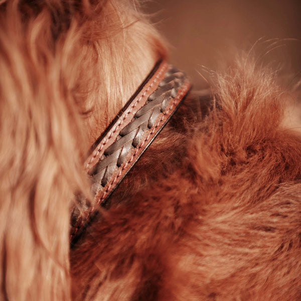Leather Dog Collar - Welligogs
